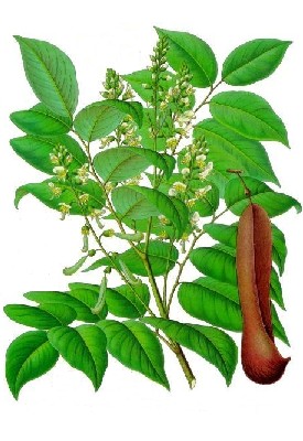 Myroxylon balsamum tree